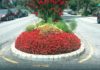 The 141st Roadside Garden, Laurelton Beautification Mall Contestant