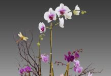 How The Earth Gained Color.