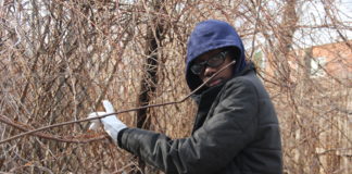 Community Garden Of Laurelton by: Shadrach St. Clair