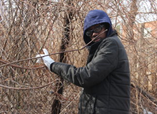 Community Garden Of Laurelton by: Shadrach St. Clair