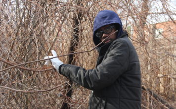 Community Garden Of Laurelton by: Shadrach St. Clair