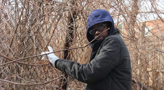 Community Garden Of Laurelton by: Shadrach St. Clair