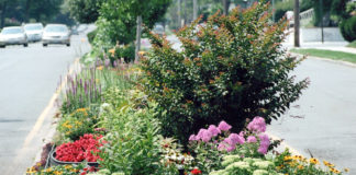 Laurelton Mall Beautification Contest