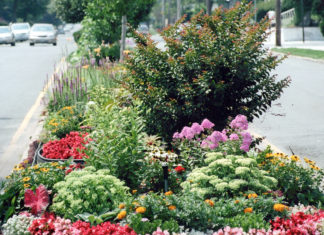 Laurelton Mall Beautification Contest