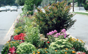 Laurelton Mall Beautification Contest