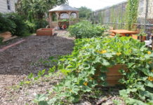 My Community Garden Experience