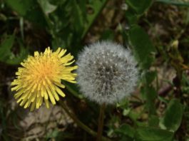 A Dandelion Feast.