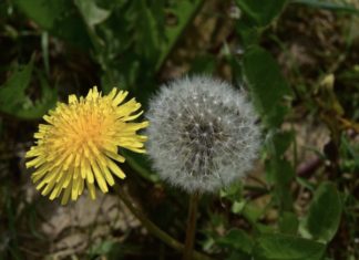 A Dandelion Feast.