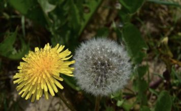 A Dandelion Feast.