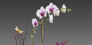 How The Earth Gained Color.