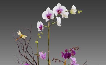 How The Earth Gained Color.