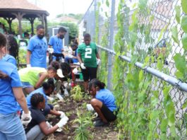 Curb Appeal or Sustainability: What Really Matters In Southeast Queens