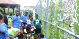 Curb Appeal or Sustainability: What Really Matters In Southeast Queens